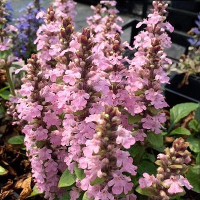 Ajuga reptans Rosea