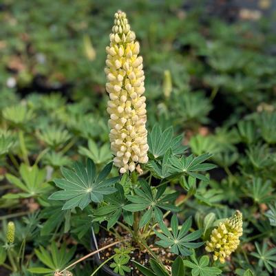 Lupinus polyphyllus Gallery Yellow