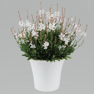 Gaura lindheimeri Steffi White