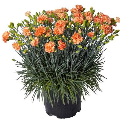 Dianthus x Scent First&reg; Orange Sparkler
