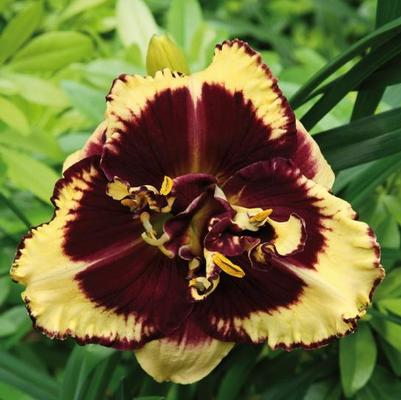 Hemerocallis Tiger Blood