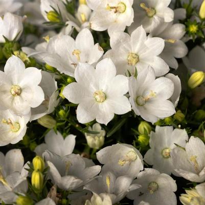 Campanula interspecific Cariboo White
