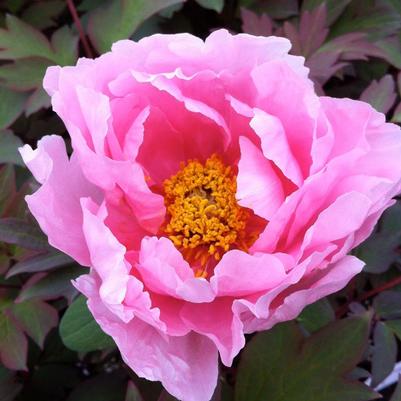 Paeonia suffruticosa Hanakisoi