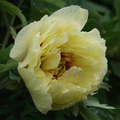 Paeonia suffruticosa High Noon