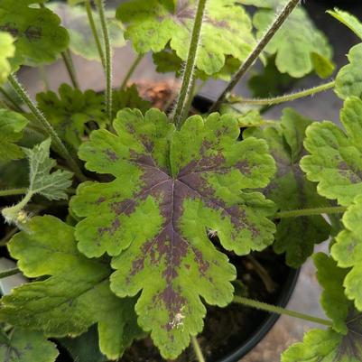 Tiarella x Fingerpaint