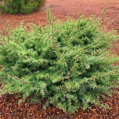Larix kaempferi Twisted Sister