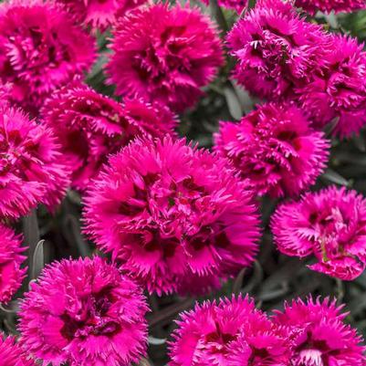 Dianthus x Spiked Punch