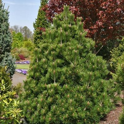 Pinus heldreichii var. leucodermis Irish Bell