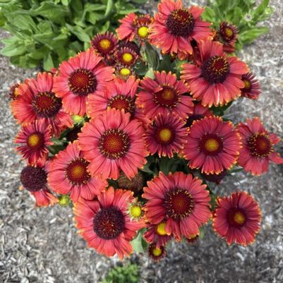 Gaillardia aristata Low Rider&trade;