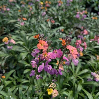 Erysimum linifolium Erysistible&trade; Magenta