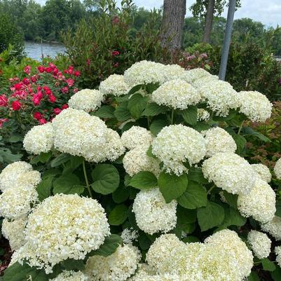 Hydrangea arborescens SMNHAGOV