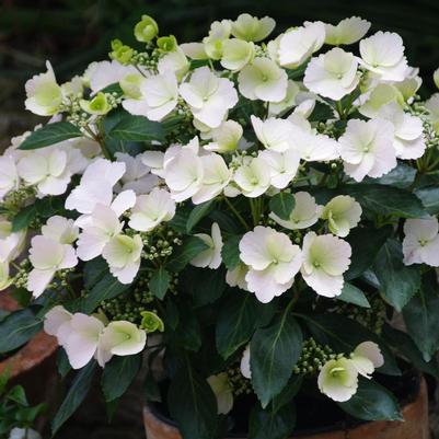 Hydrangea x Fairytrail Bride&reg;