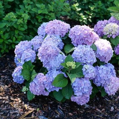 Hydrangea macrophylla x serrata Let's Dance Sky View&reg;