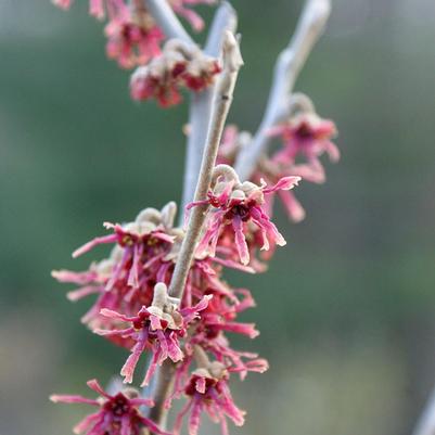 Hamamelis x intermedia Amethyst