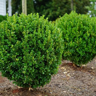 Buxus x NewGen&reg; Boxwood SB 300