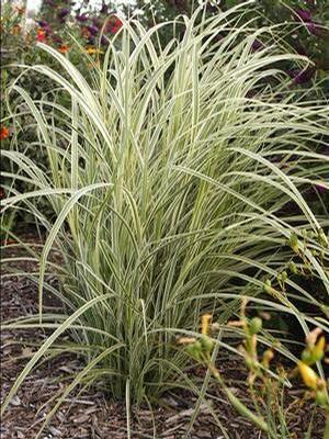 Miscanthus sinensis Dixieland