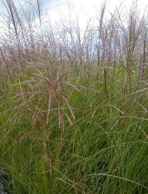 Miscanthus sinensis Gracillimus