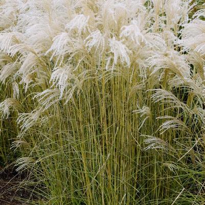 Miscanthus sinensis Kleine Fontaine