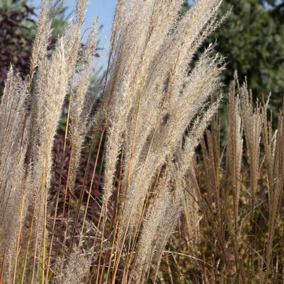 Miscanthus sinensis var. purpurascens 