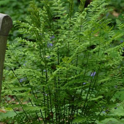 Osmunda regalis 