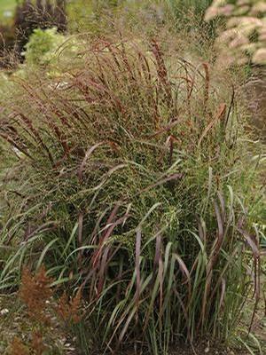 Panicum virgatum Prairie Fire