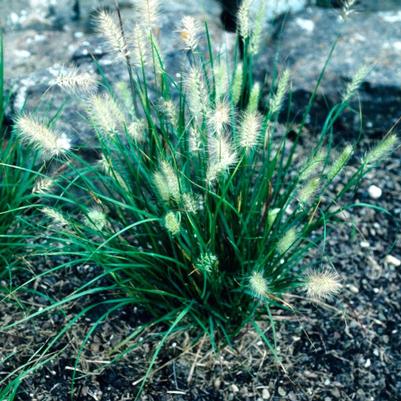 Pennisetum alopecuroides Cassian