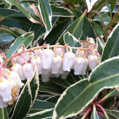 Pieris japonica Flaming Silver