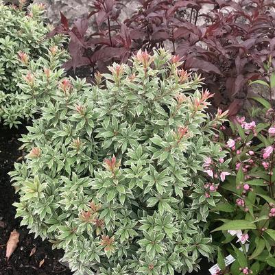 Pieris japonica Little Heath