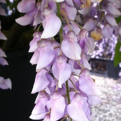 Wisteria macrostachya Aunt Dee